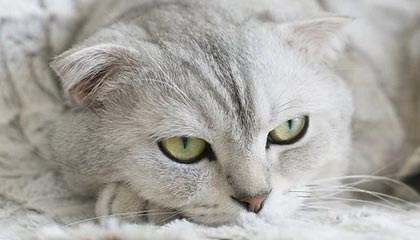 金华2026年最新北京商务伴游经纪招聘渠道分享(最方便真实的金华北京爱特博旅运服务有限责任公司招聘方法)