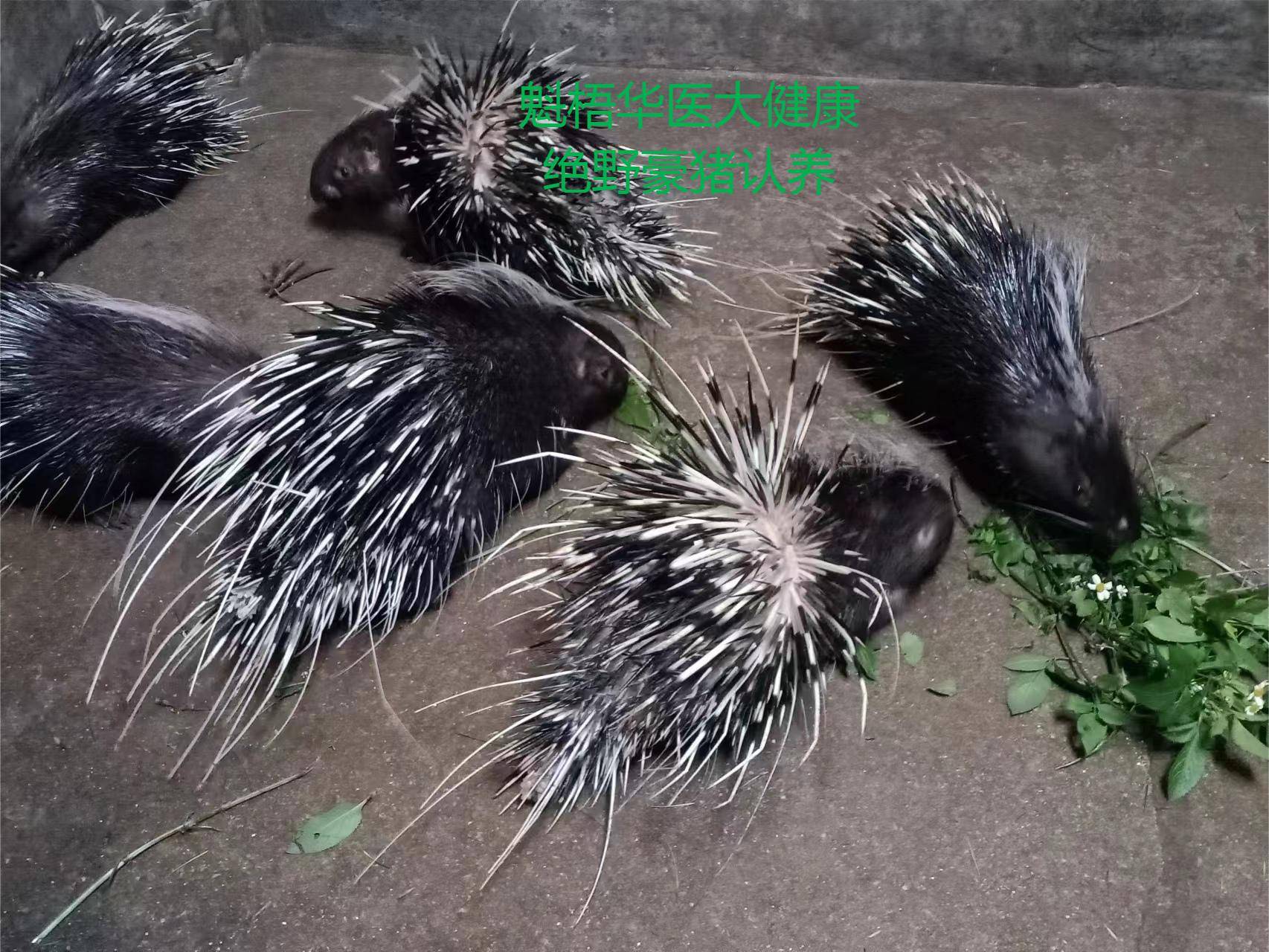 最新豪猪回收商家方法分析(最方便真实的金华豪猪卖去什么地方方法)